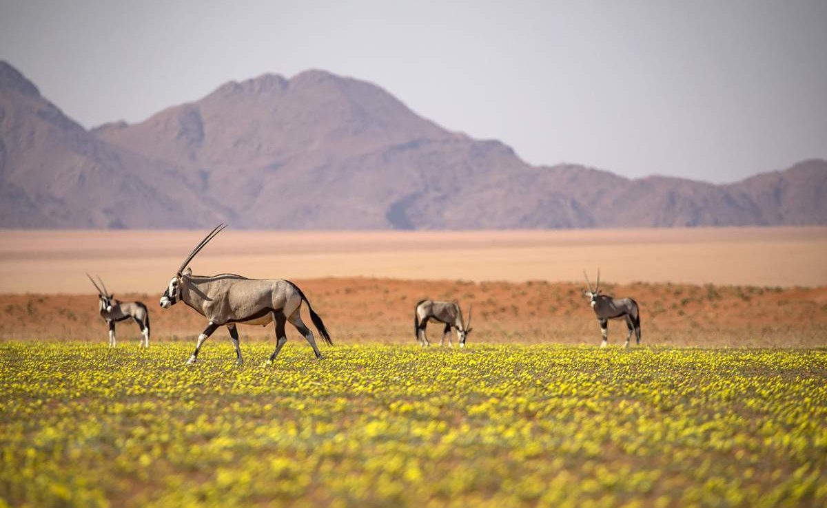 Oryx im NamibRand Reserve