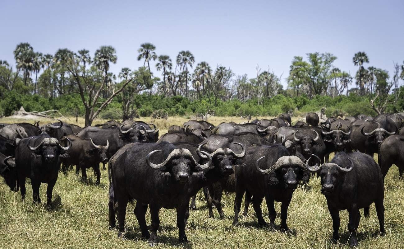 Büffelherde Botswana