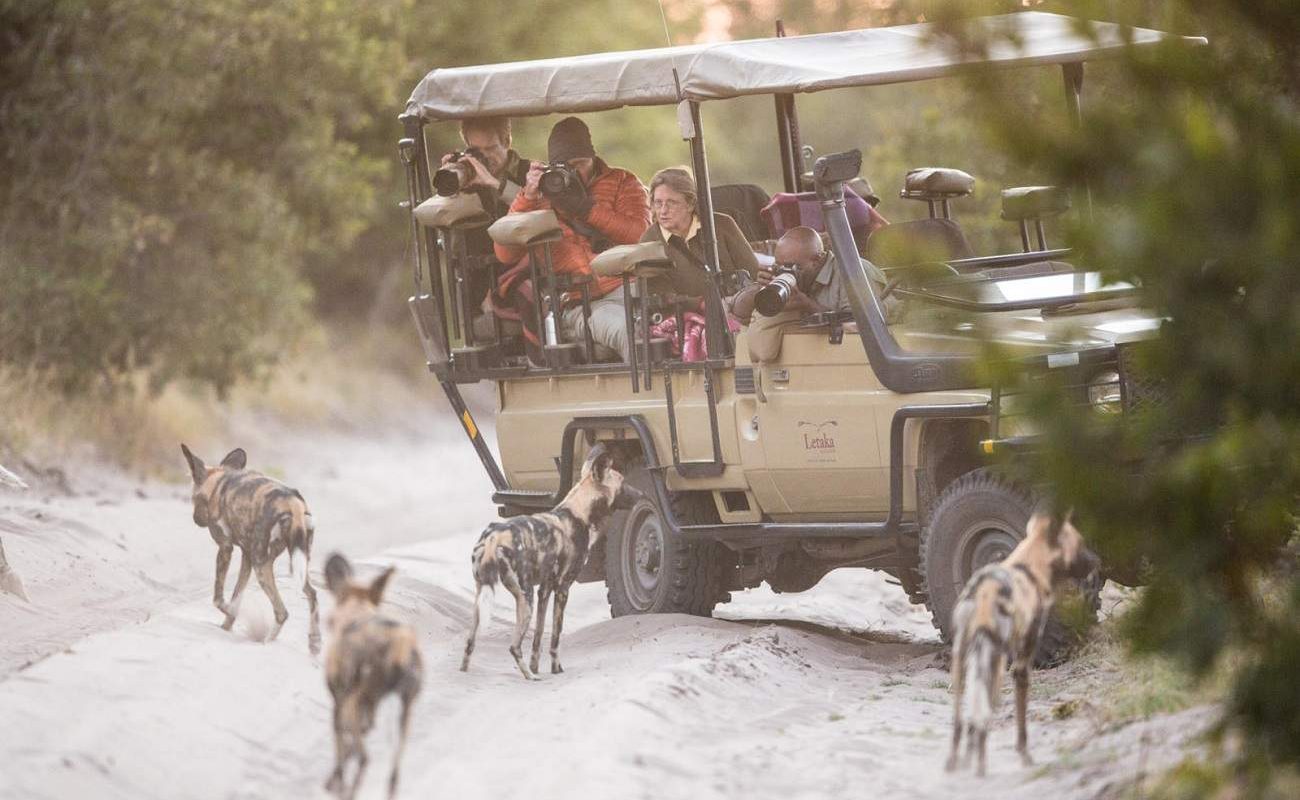 Wilddogs in Botswana