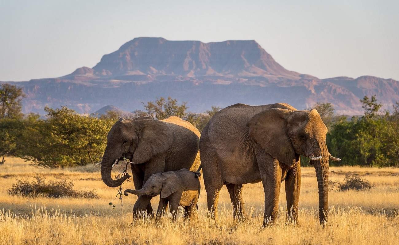 Elefanten im Damaraland
