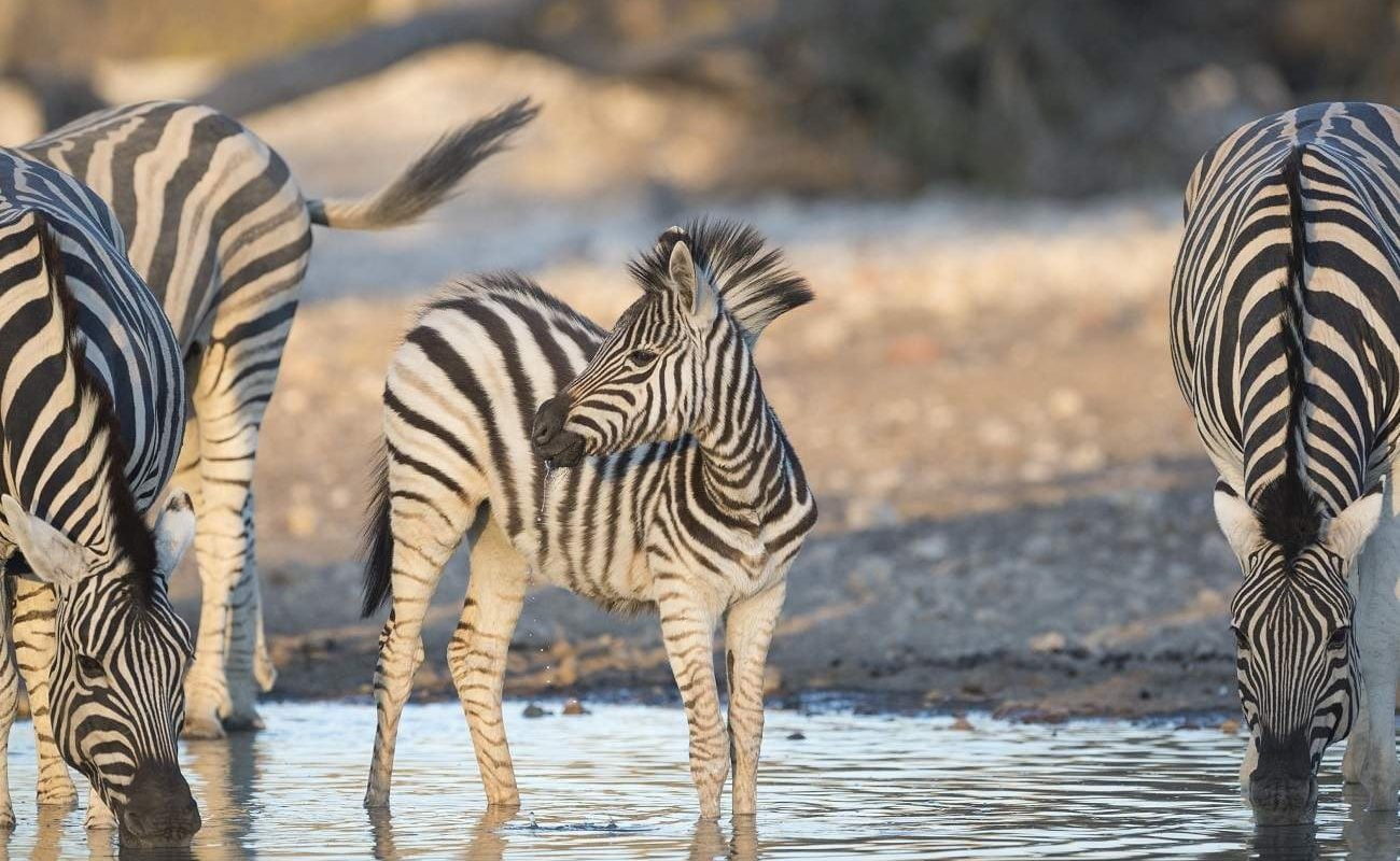 Zebras im Etoscha Nationalpark