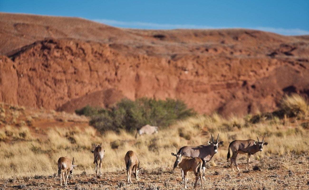 Oryx und Antelopen in der Namib Wüste