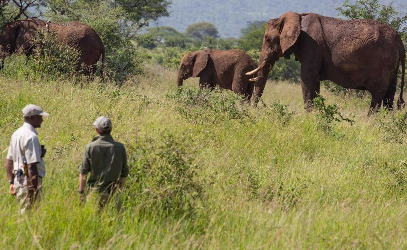 Bush Walk mit Elefanten bei Tarangire Treetops