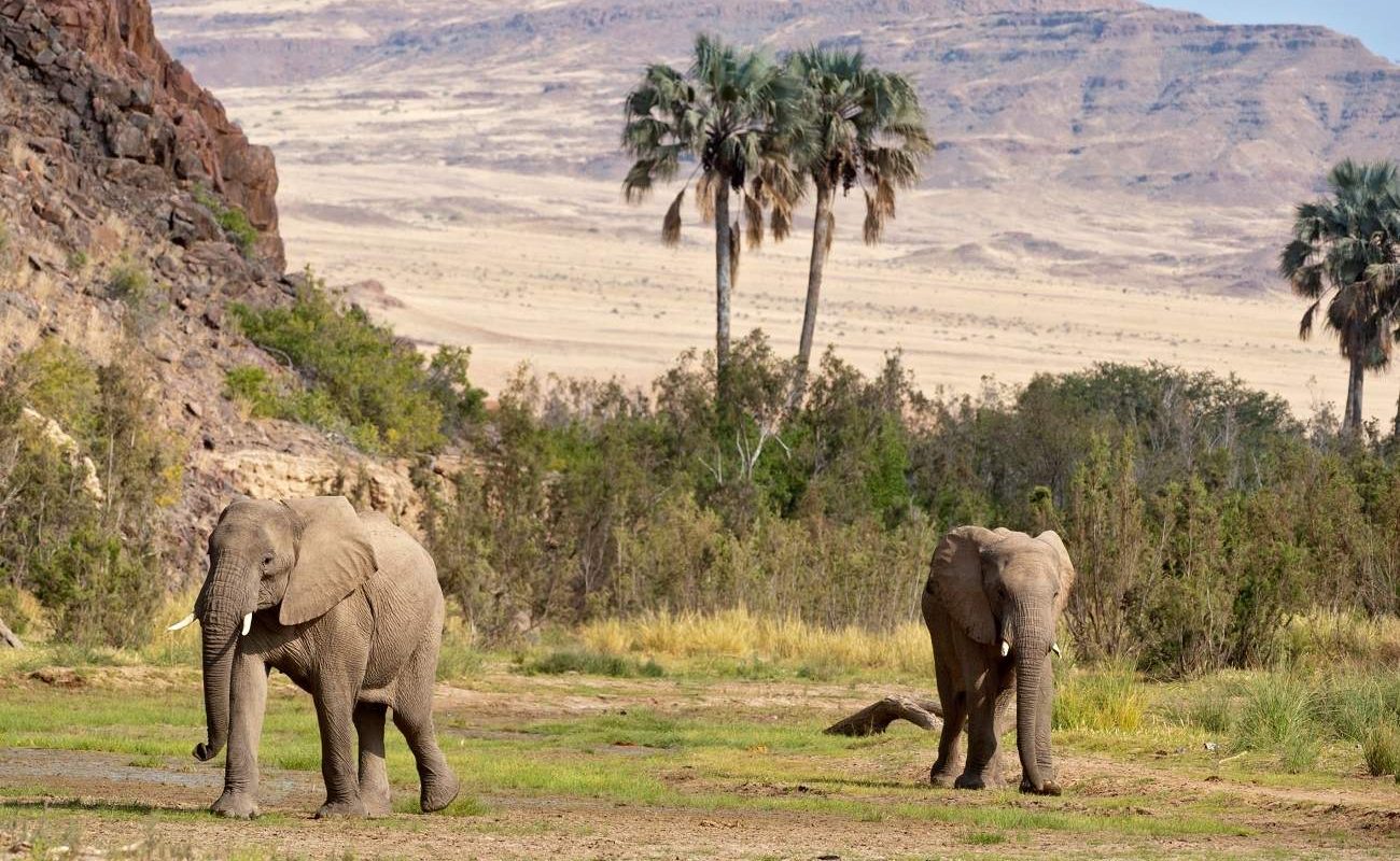 Wüstenangepasste Elefanten im Kaokoveld