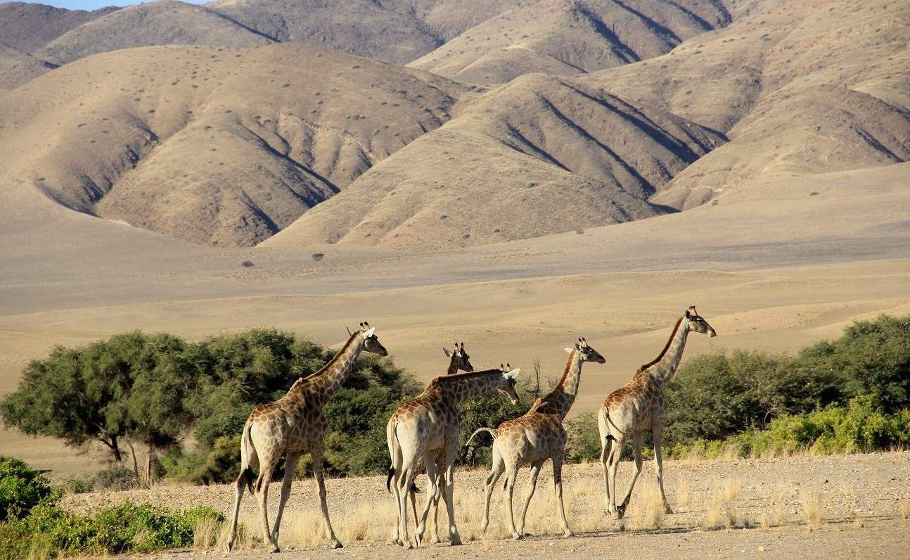 Giraffen im Kaokoveld