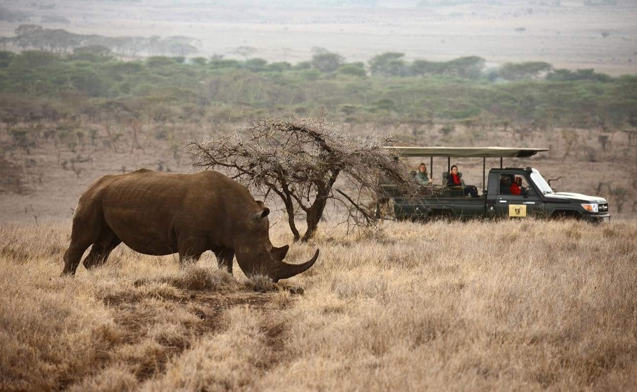 Nashorn in Lewa