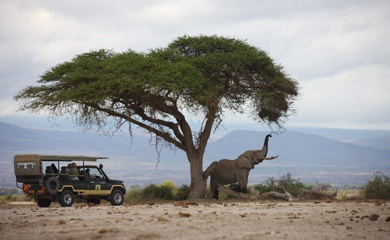 Elefant im Amboseli