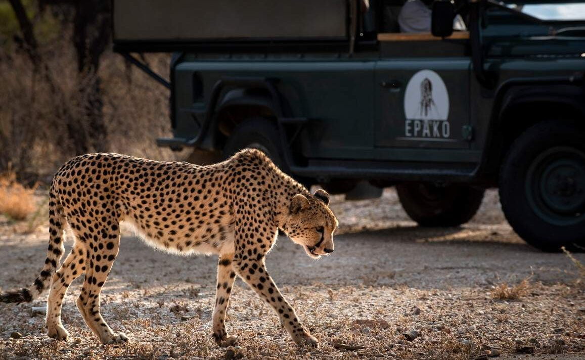 Leopard in der Erongo Region
