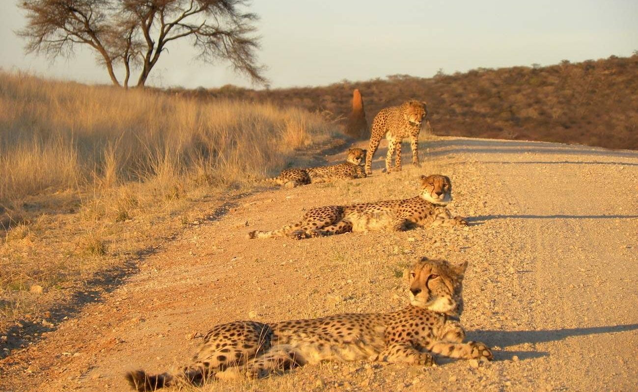 Okonjima - home of the Africat Foundation