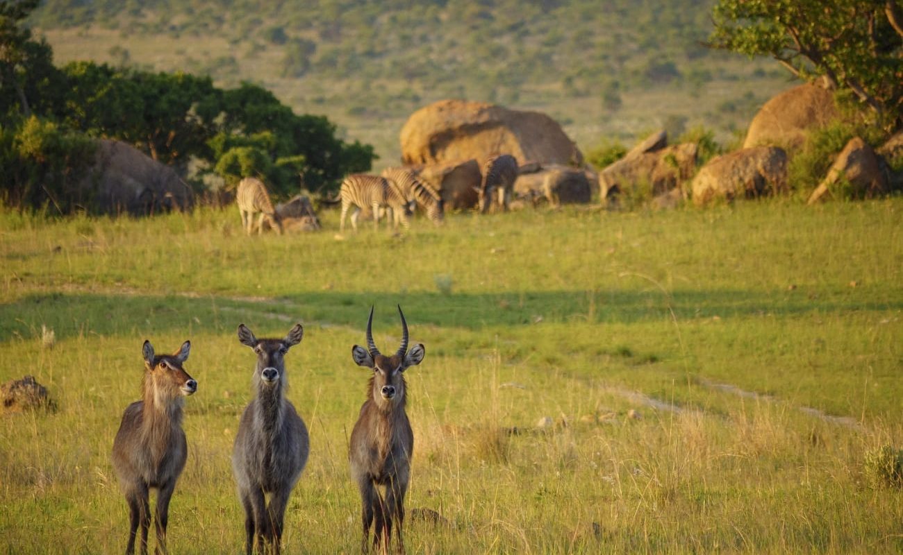 Pirschfahrt im Nkomazi Private Game Reserve