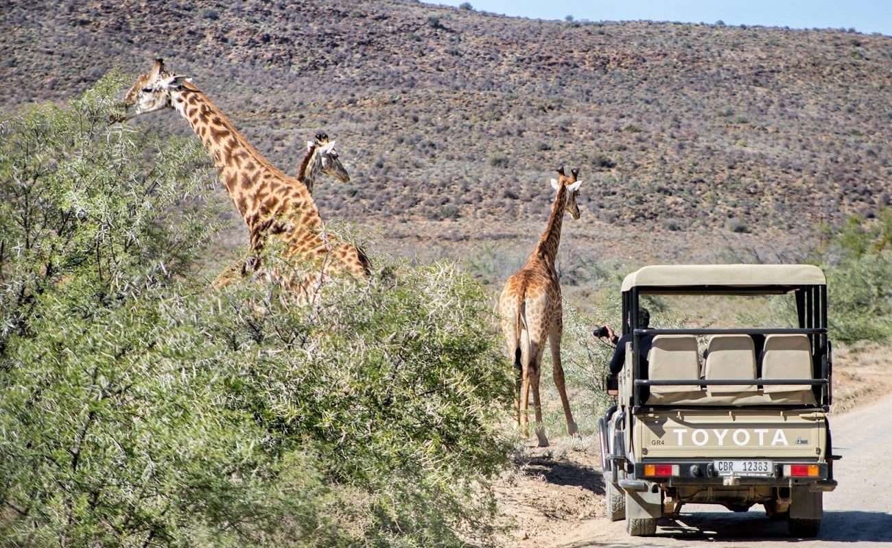 Giraffen im Sanbona Wildlife Reserve