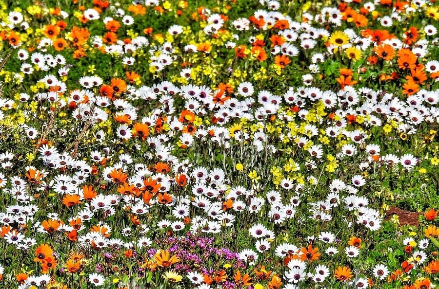 Frühlingsblüte in Südafrika