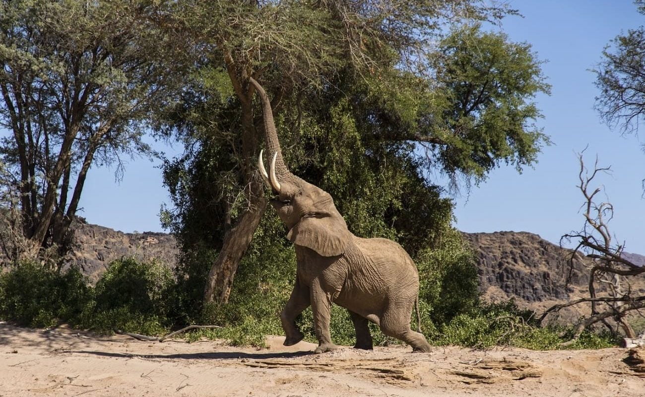 Elefant im Damaraland