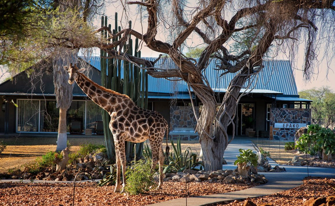 Giraffe vor der Epako Safari Lodge