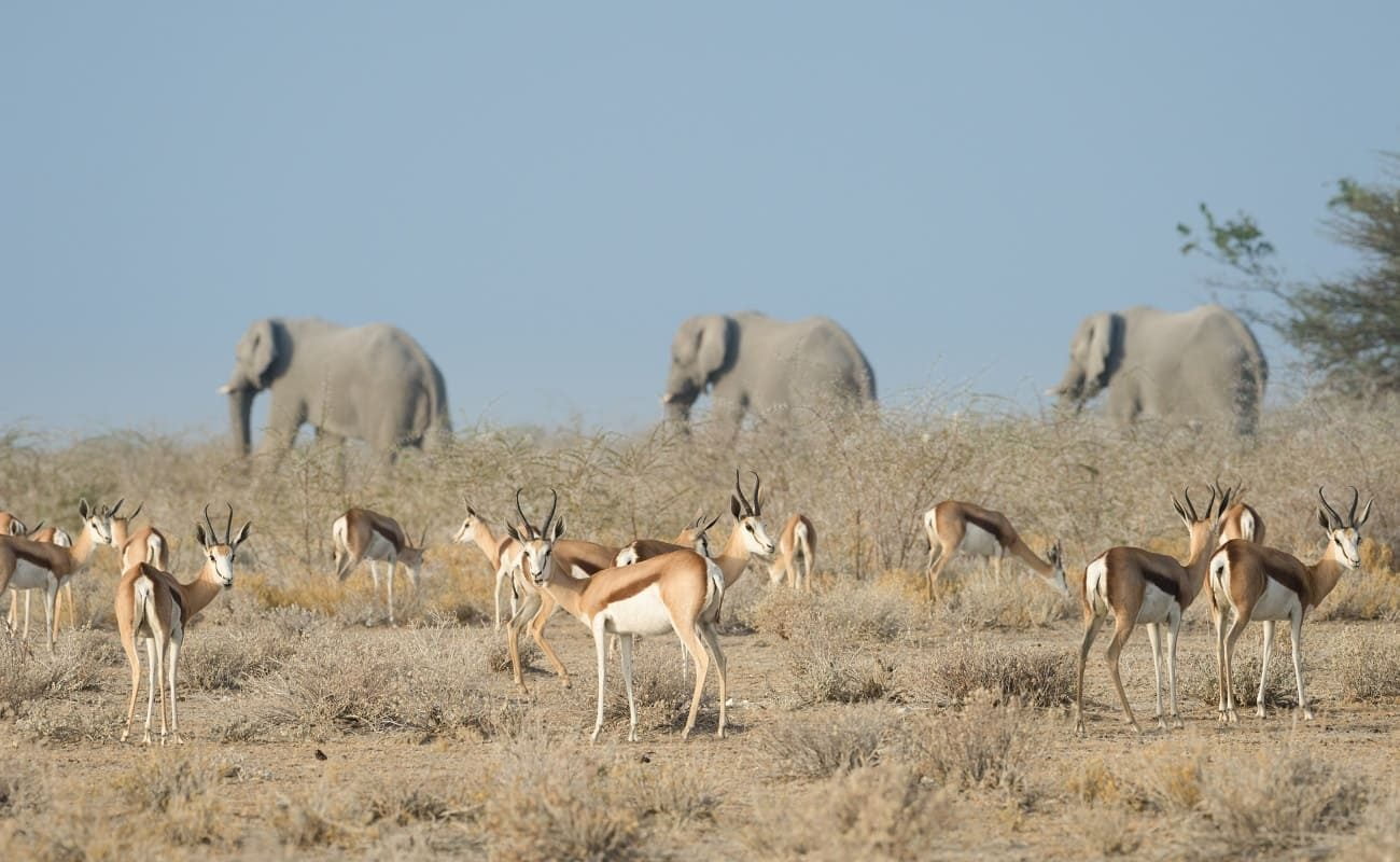 Tierreiches Namibia: Impalas und Elefanten im Etosha Nationalpark