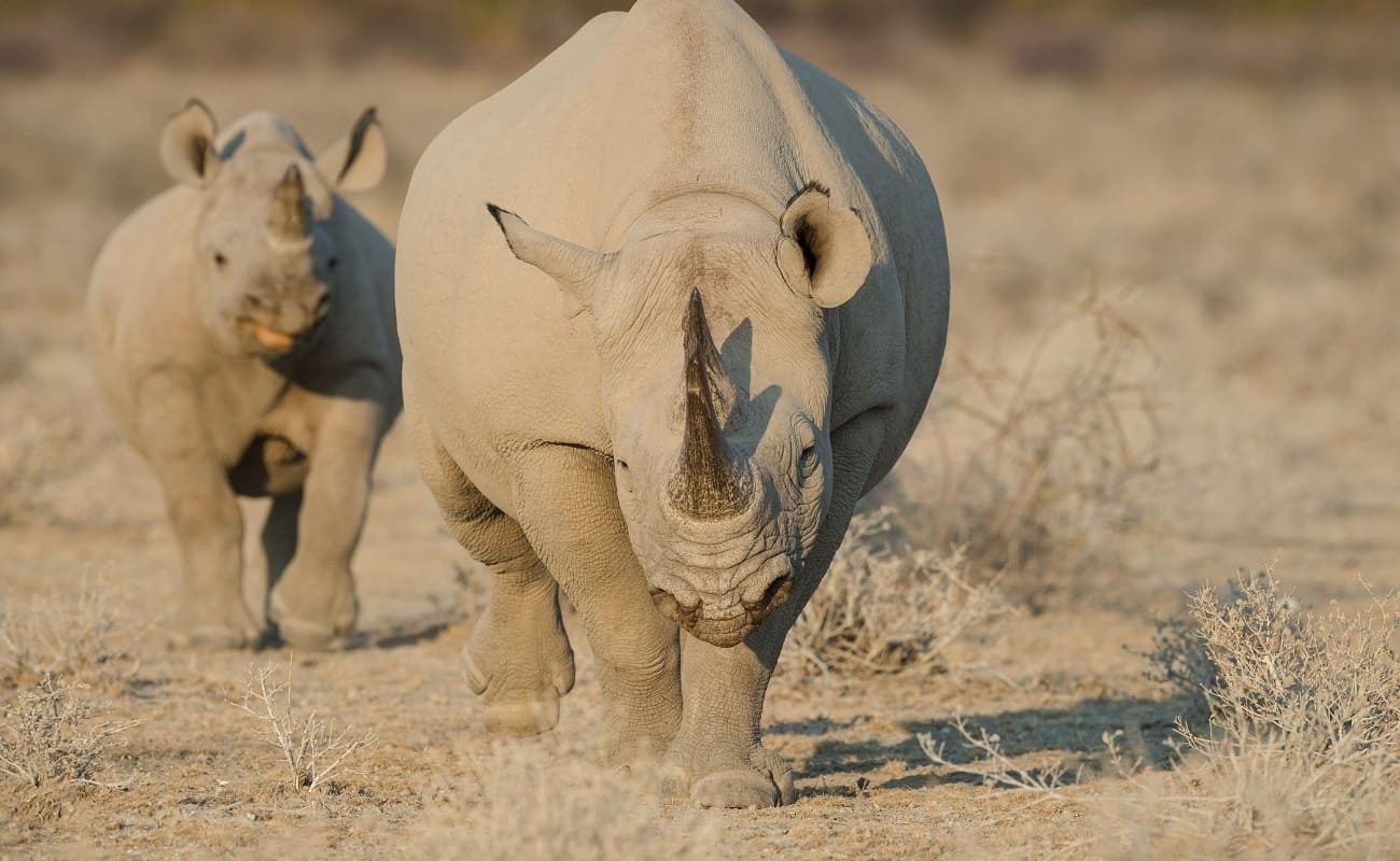 Nashörner im Etosha Nationalpark