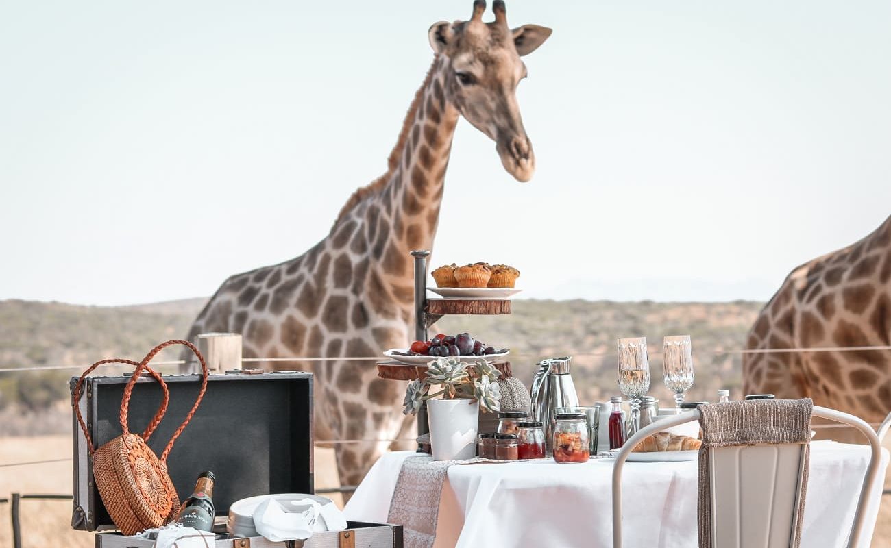 High Tea mit Giraffen Voigtland