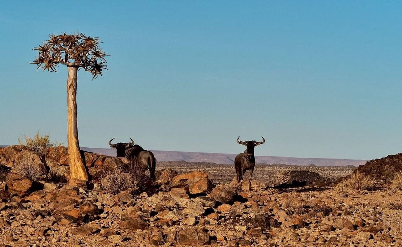 Gnus bei Augrabies Falls