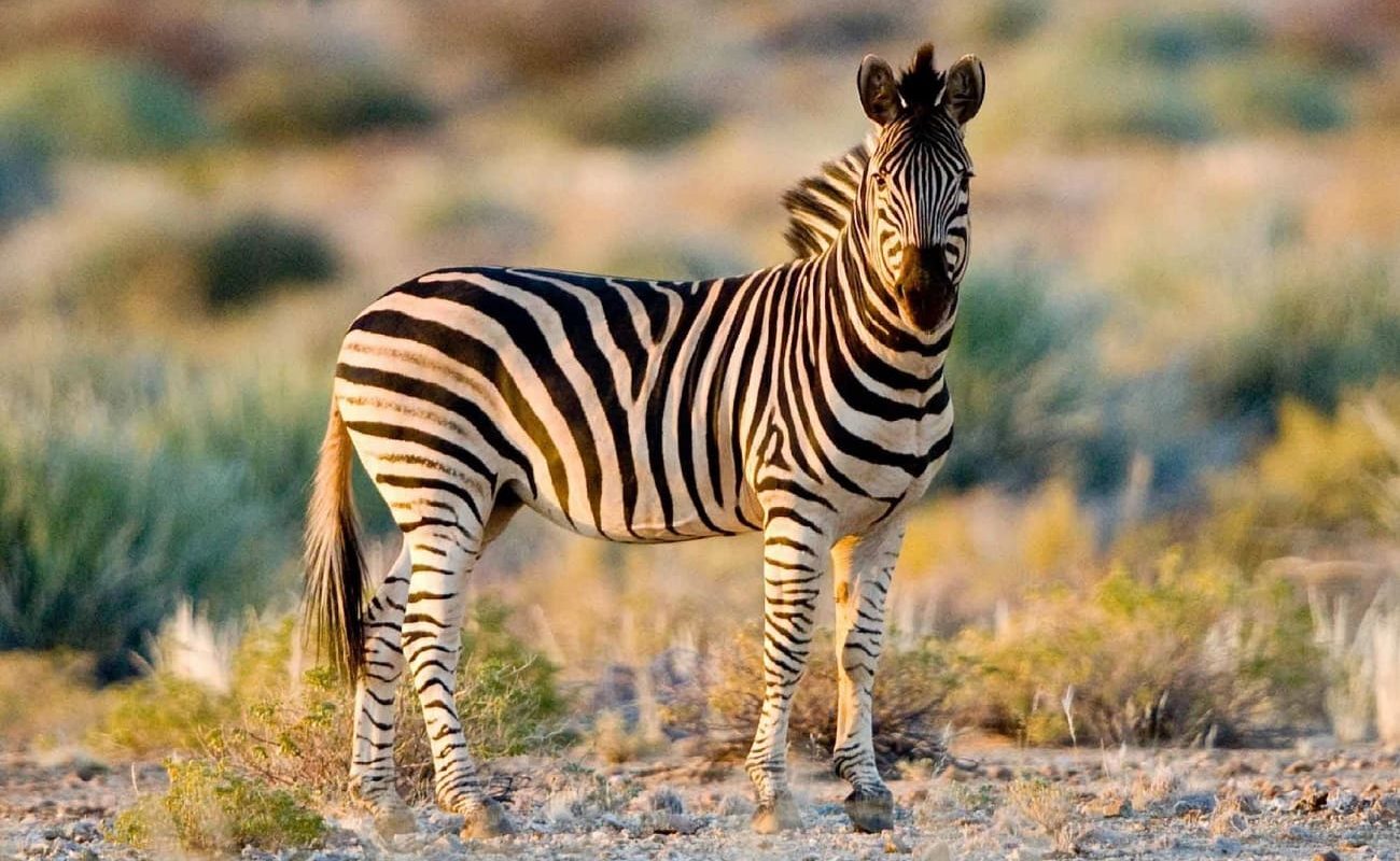 Zebras im Nordwesten von Südafrika