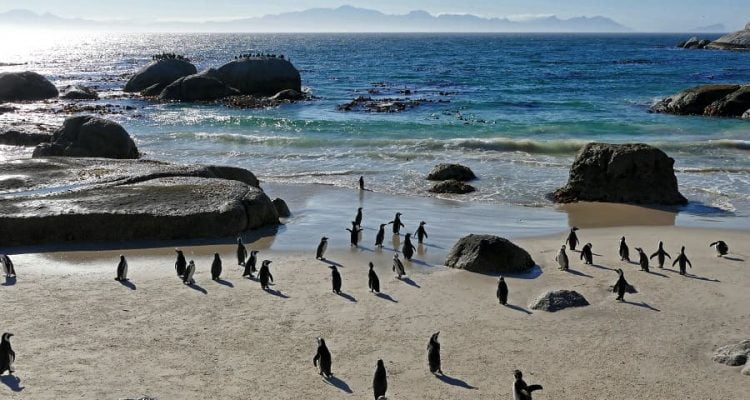 Frühstück mit Pinguinen Boulders Beach: - Tintswalo at Boulders