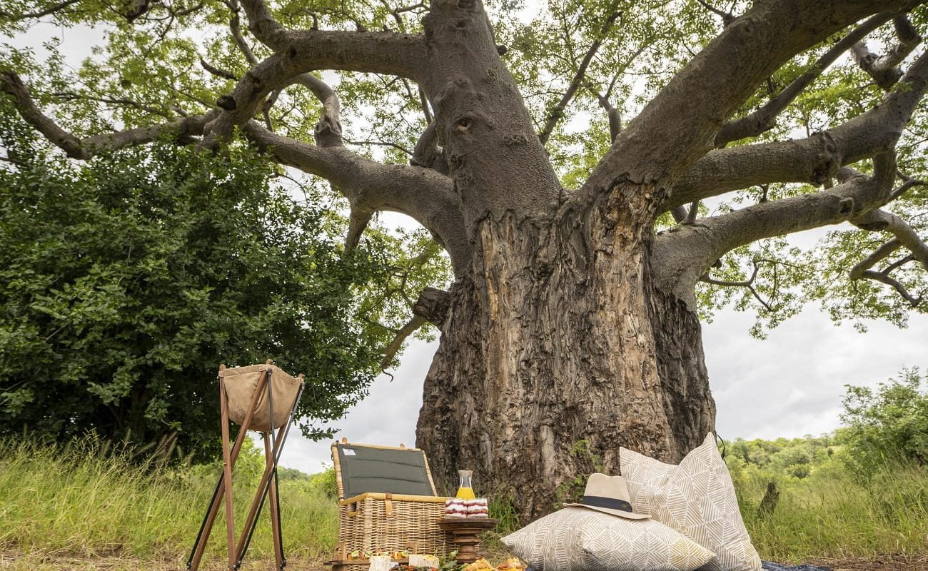 Picknick unter Baobas bei The Outpost