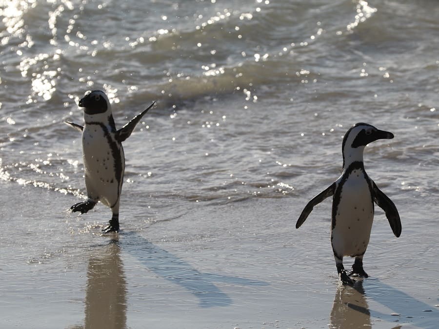 Jackass Pinguine Südafrika