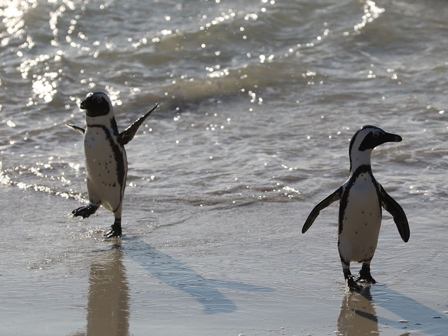 Jackass Pinguine Südafrika