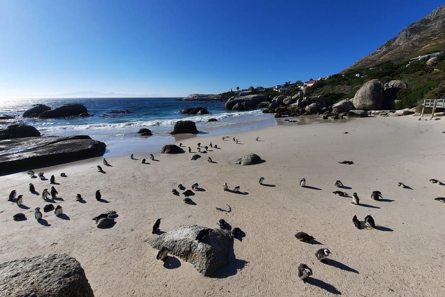 Pinguine am Foxy Beach