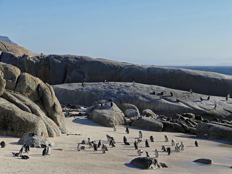 Boulders Beach Südafrika Pinguine