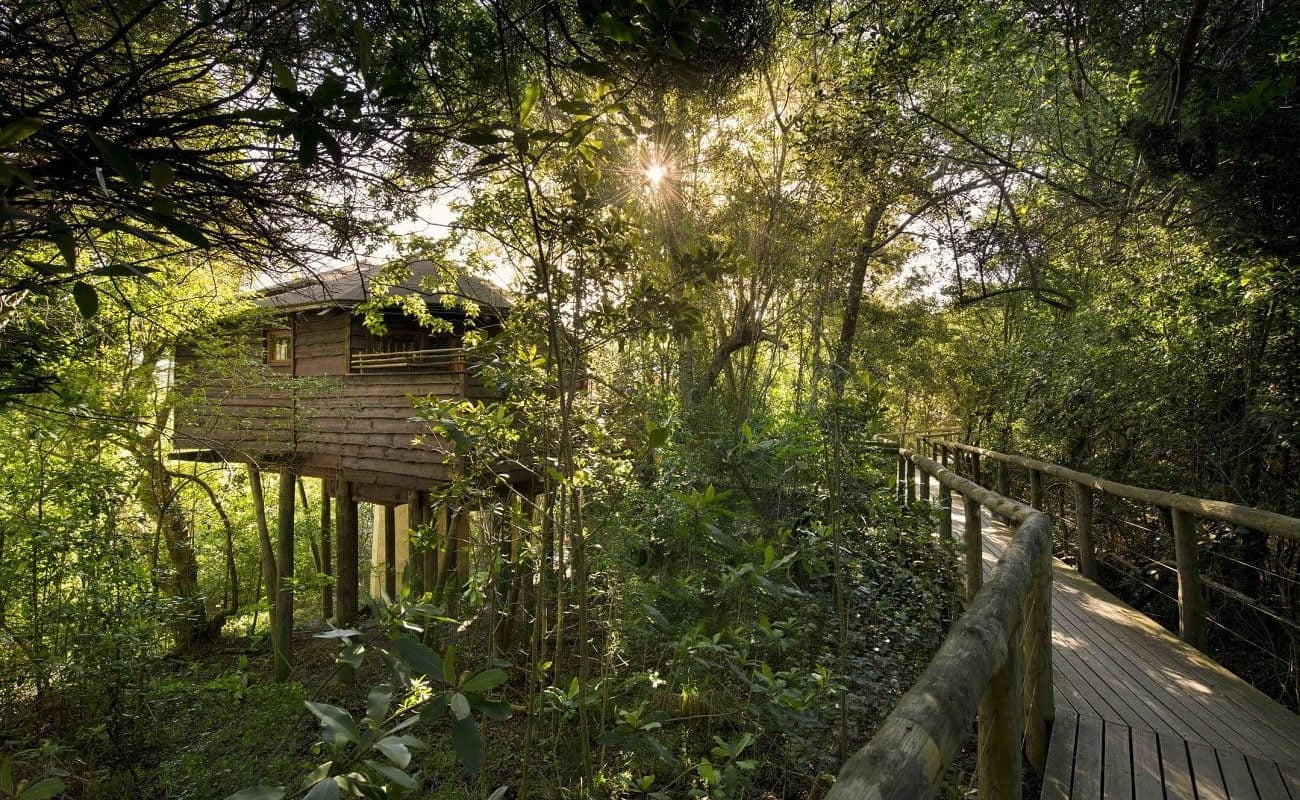 Eine der Suiten von Tsala Treetop