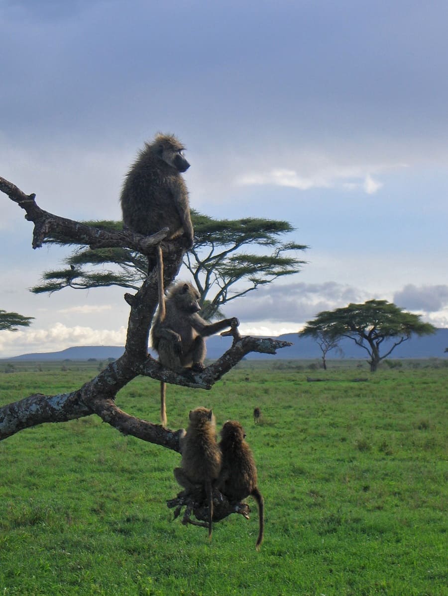 Nebensaison Afrika Affen Serengeti