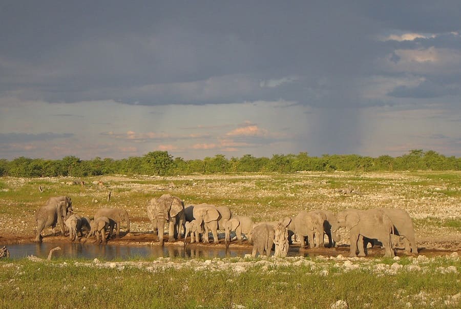 Nebensaison Afrika Elefanten Etosha