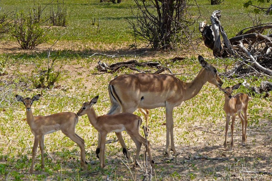 Babyboom in der Nebensaison in Afrika - Impalas