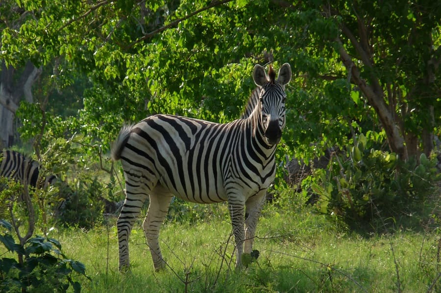 Zebras im dichten Busch - Nebensaison in Afrika