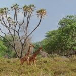 Reisetipps für die Nebensaison in Afrika
