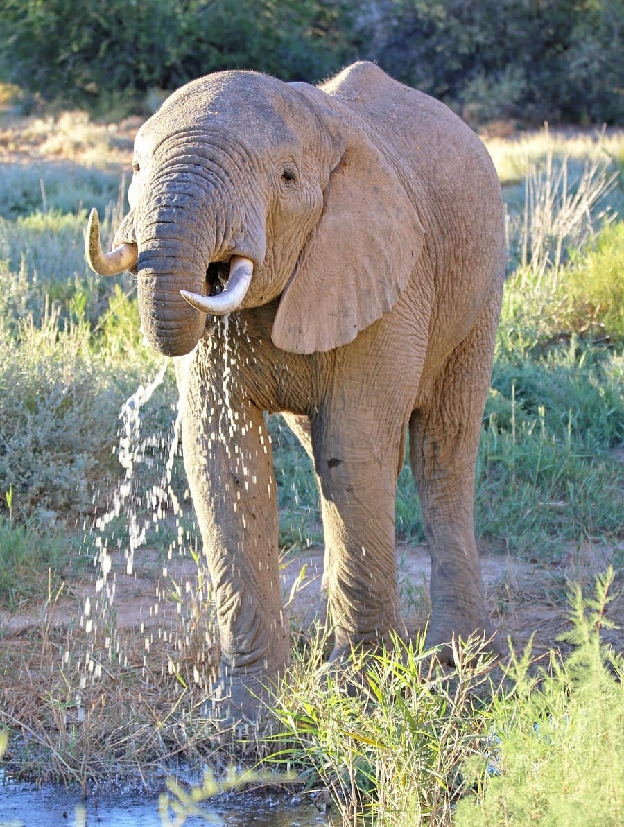 Sanbona Wildlife Reserve Elefant Trinken