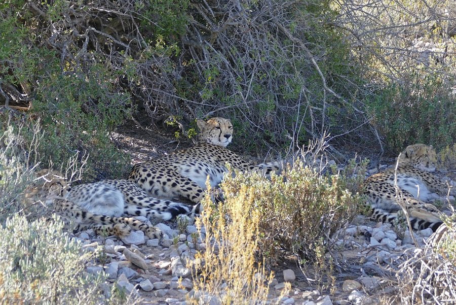 Geparden in Sanbona