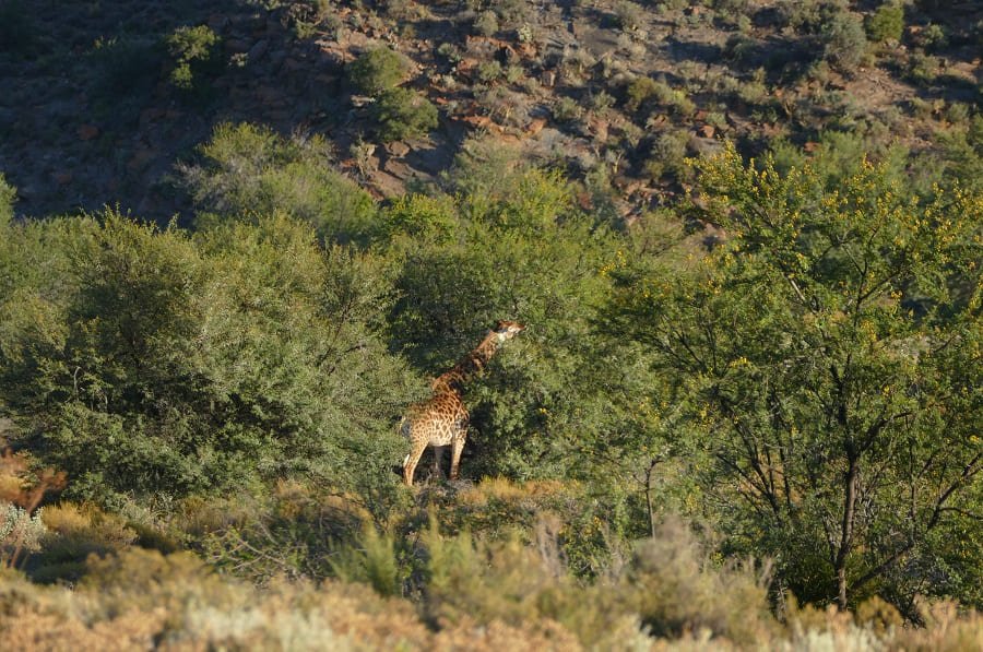 Giraffe in Sanbona