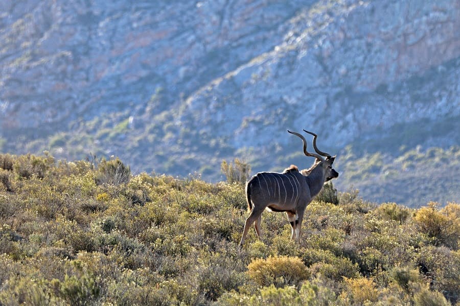 Kudu Sanbona Wildlife Reserve