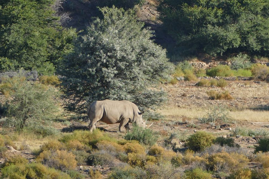 Nashorn Sanbona
