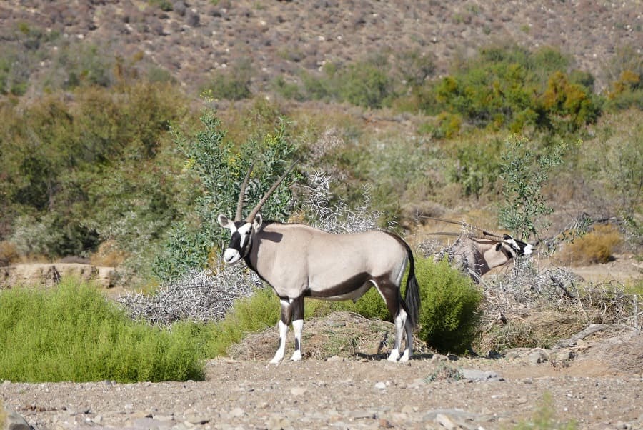 Oryx Antilope in Sanbona