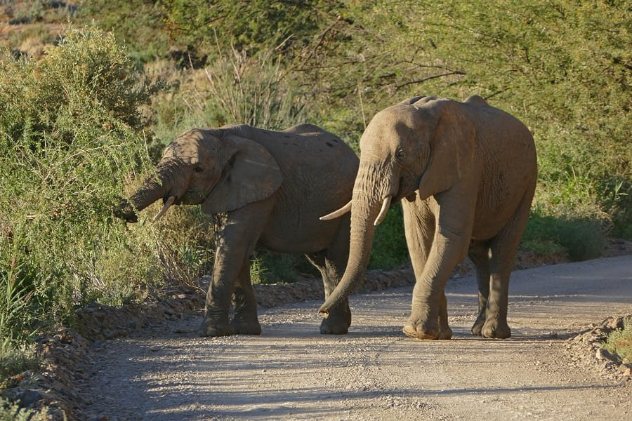 Elefanten Sanbona Safari