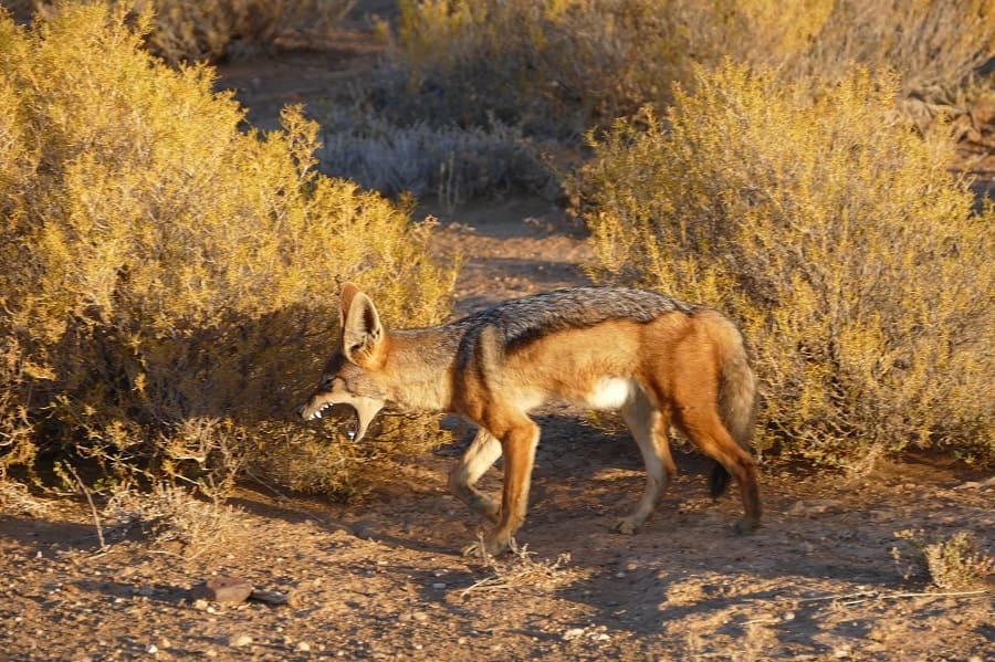Schakal Sanbona