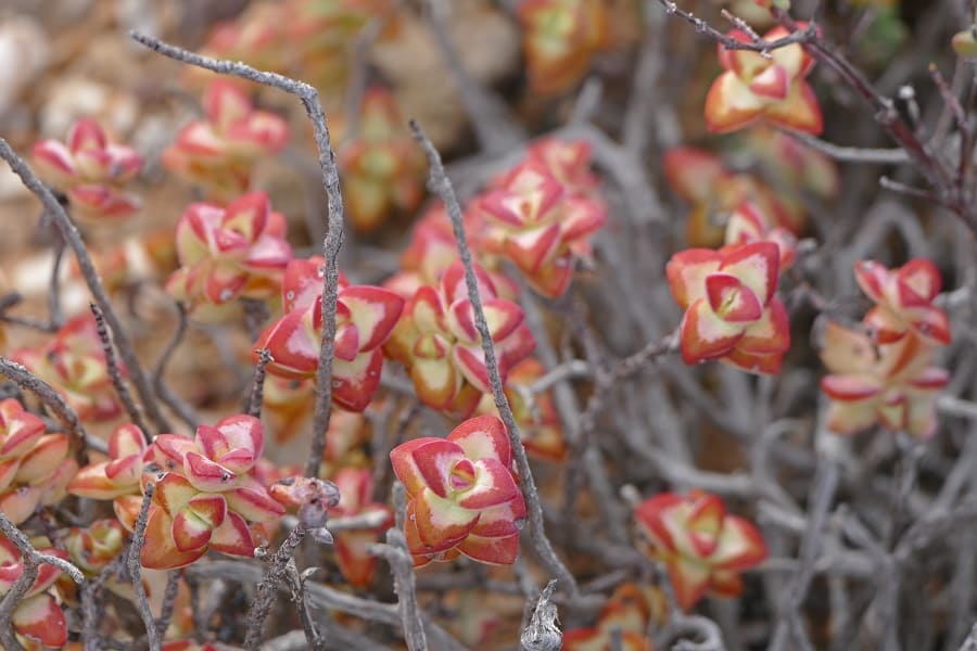 Flora in Sanbona: Fynbos und Sukkulenten