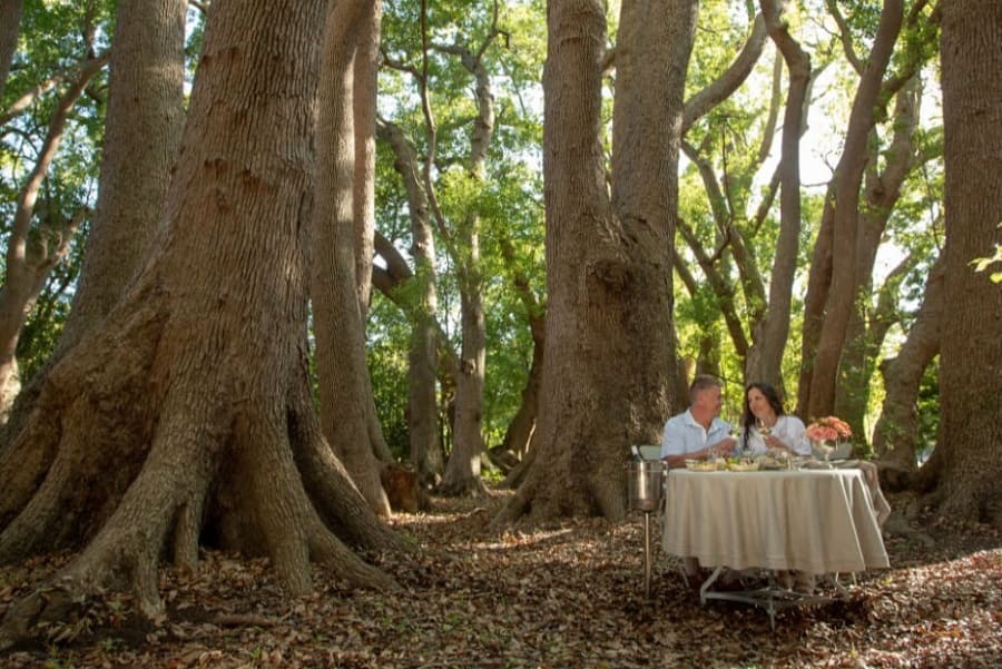 Picknick Vergelegen Winelands