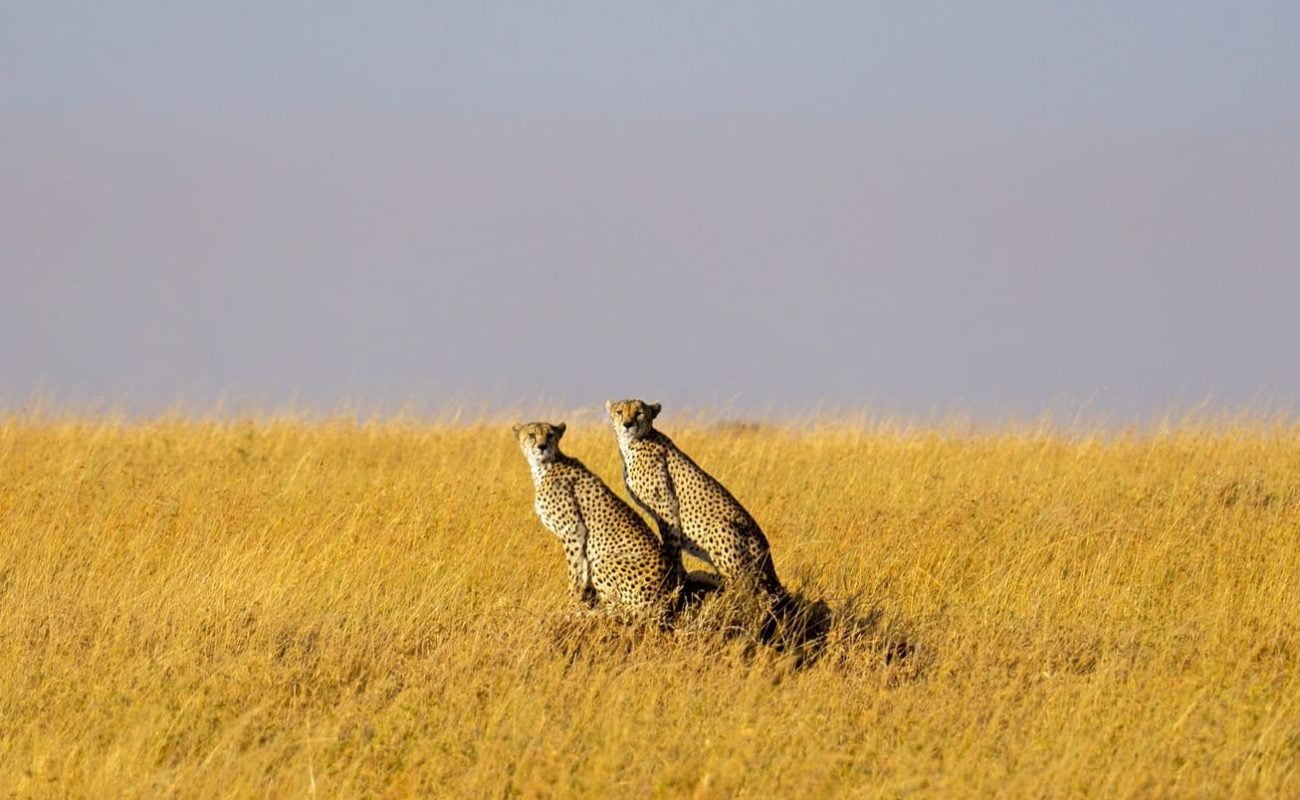 Geparden in der Serengeti