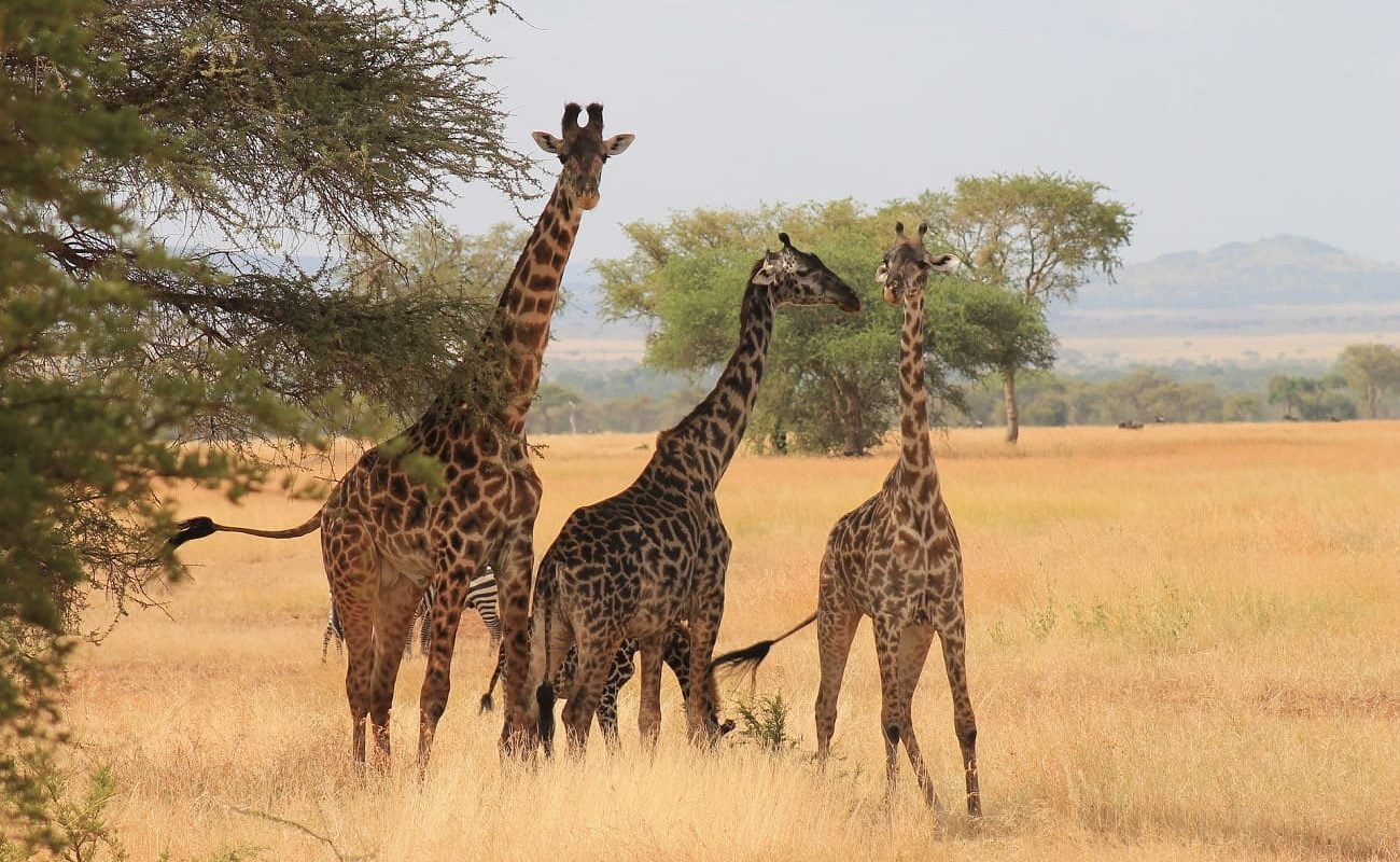Giraffen in der Serengeti