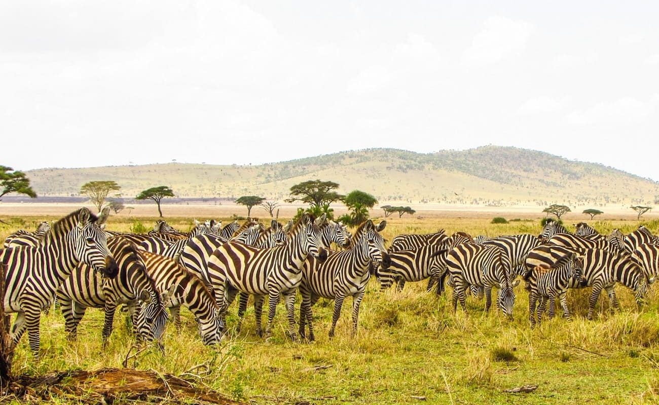 Zebras in der Serengeti
