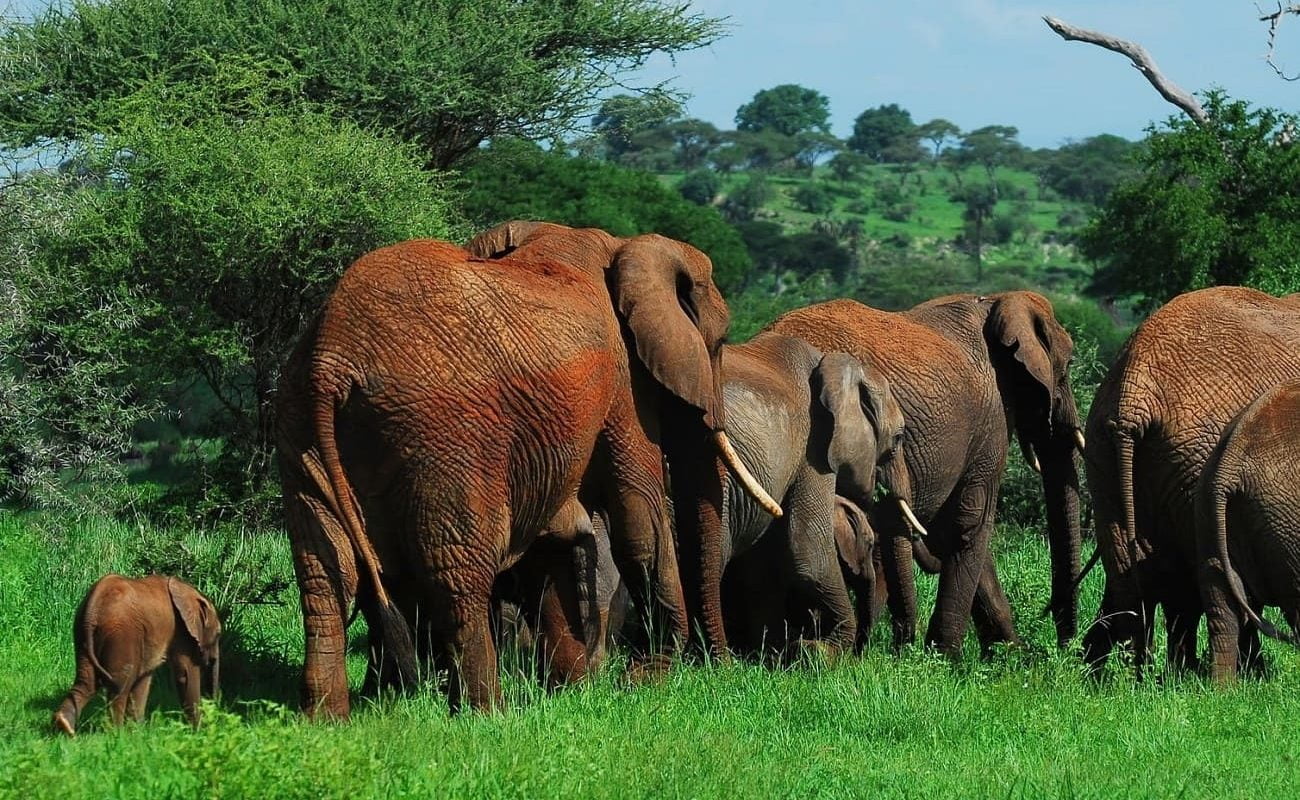 Elefanten im Tarangire