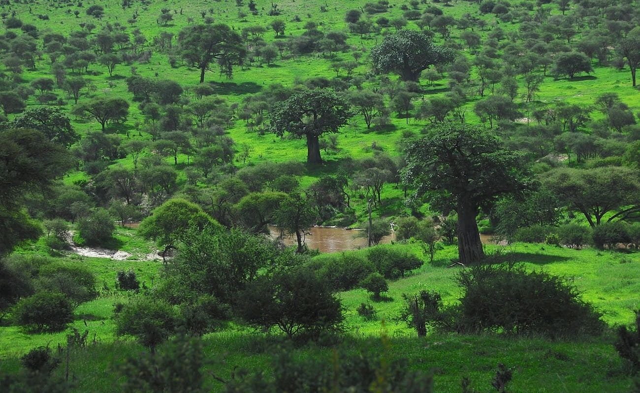 Baobas im Tarangire